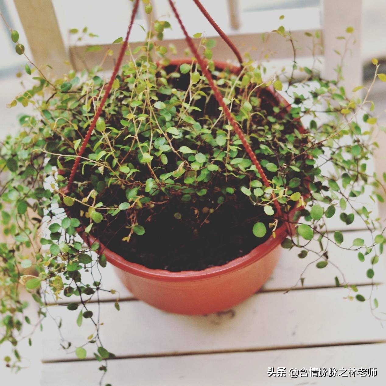 室内三种最旺家庭养植物,家居绿植哪些不适宜养