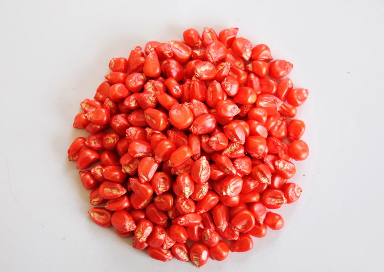 玉米种需要二次包衣吗,购买的玉米种怕冻吗