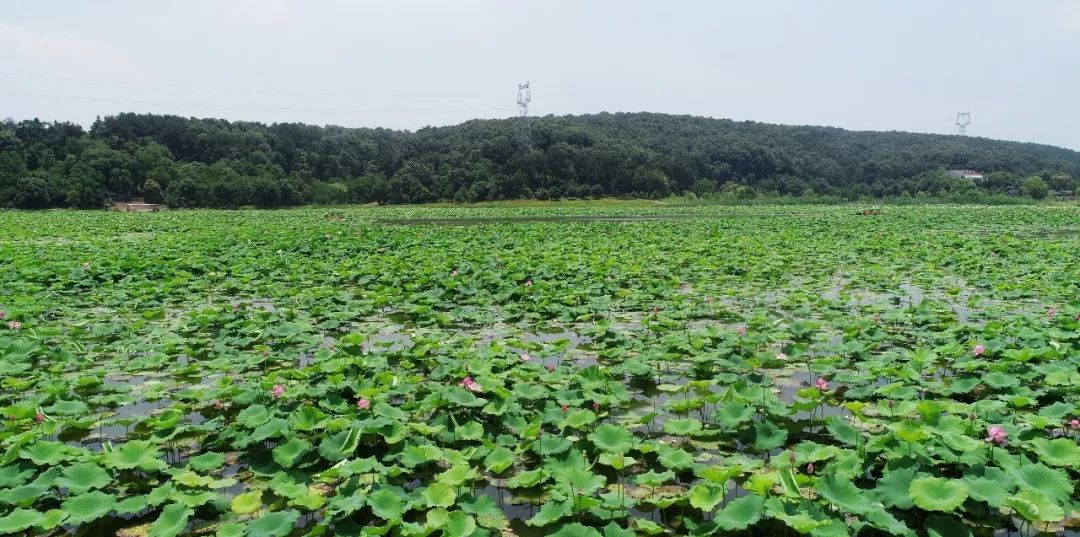 武汉东西湖蔡甸汉南,武汉知名农产品