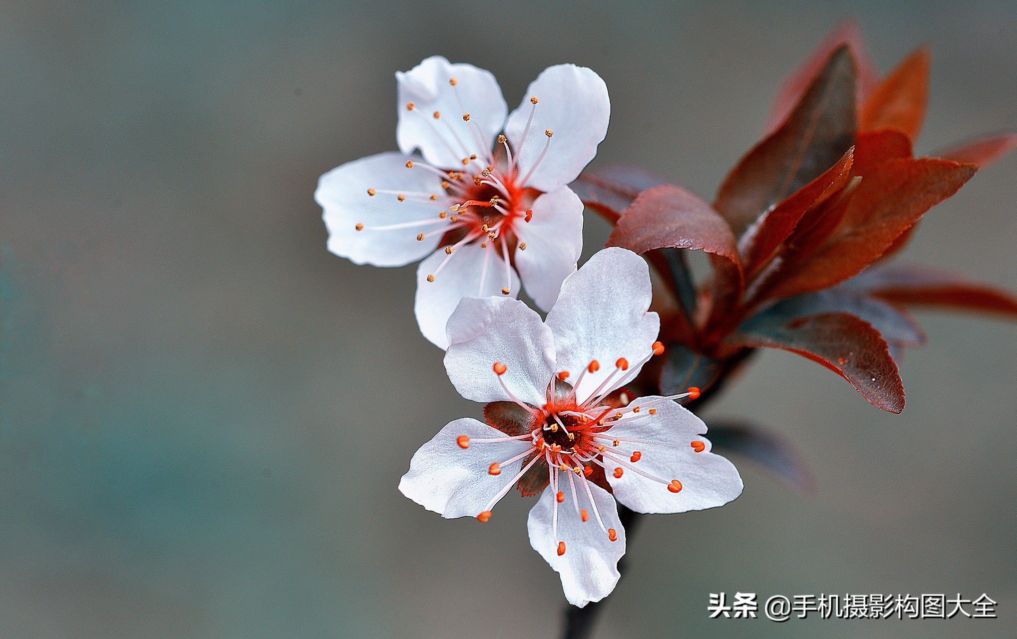 拍花十大必备技巧,拍花的100种构图