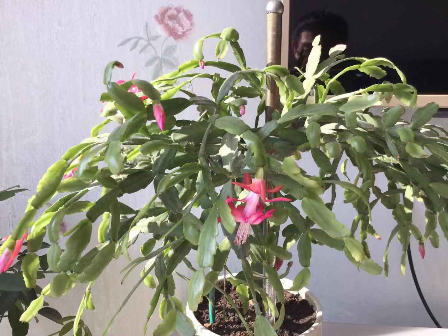 过年了，邻居送我的蟹爪兰开了