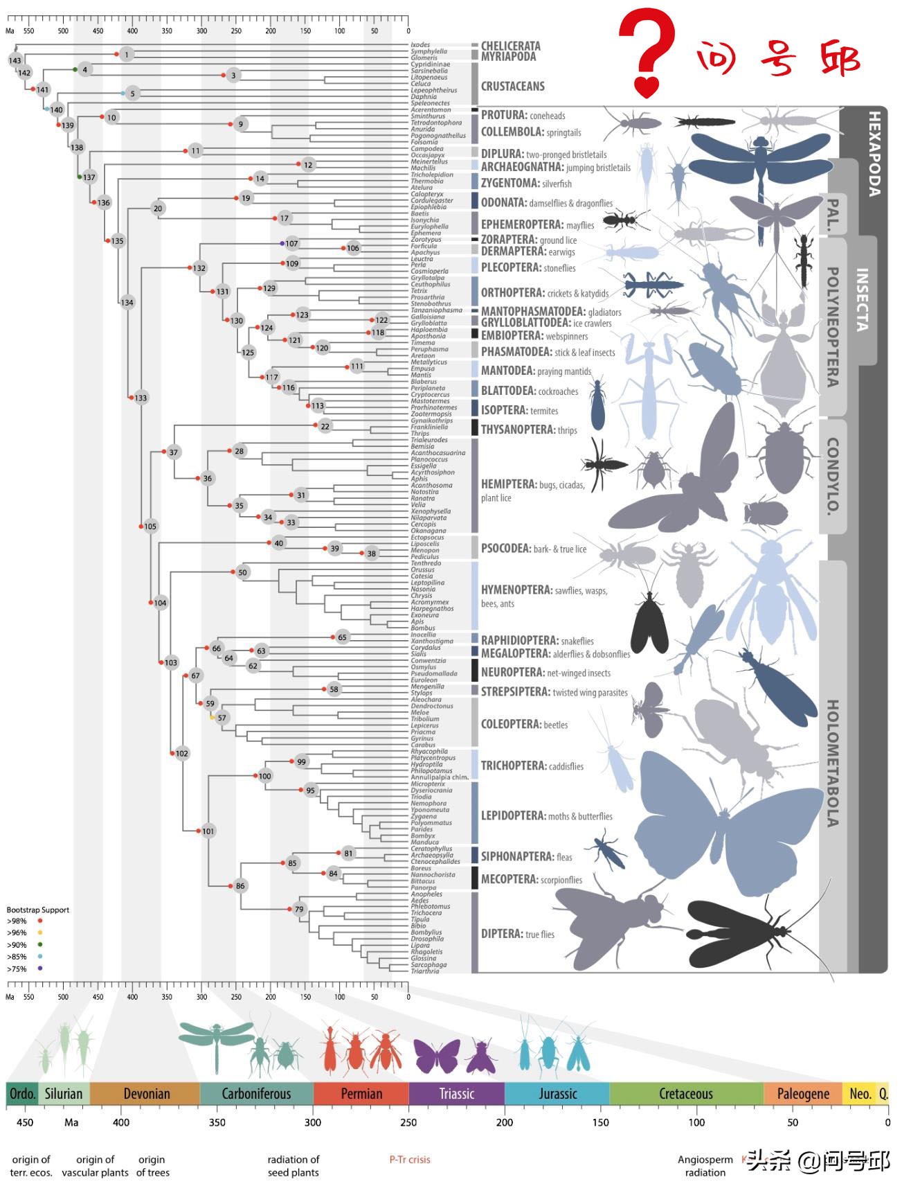 3亿史前昆虫,几亿年前的昆虫远古生物