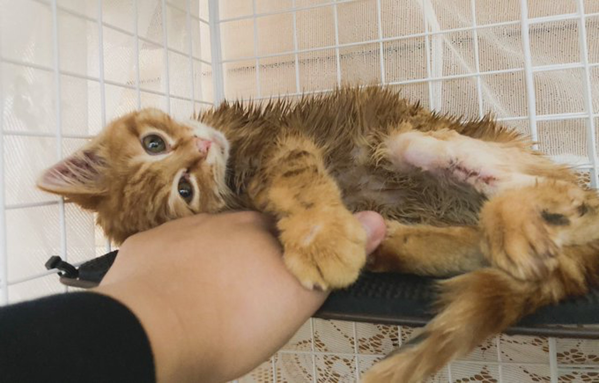 猫咪被困通风井六天救出来,猫咪被困男孩踮脚救助