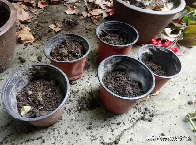 四季海棠花春天几天浇一次水,四季海棠怎么养才能长得茂盛