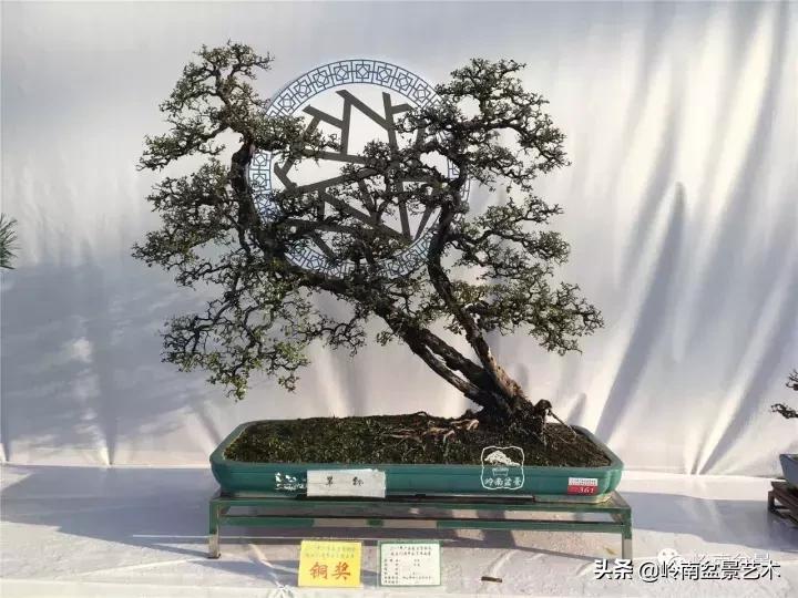 最美的100盆雀梅盆景,雀梅盆景第一年修剪视频