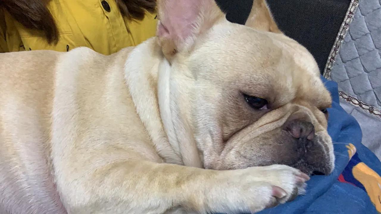 法斗公犬发情的症状,法斗雄性犬发情了怎么办