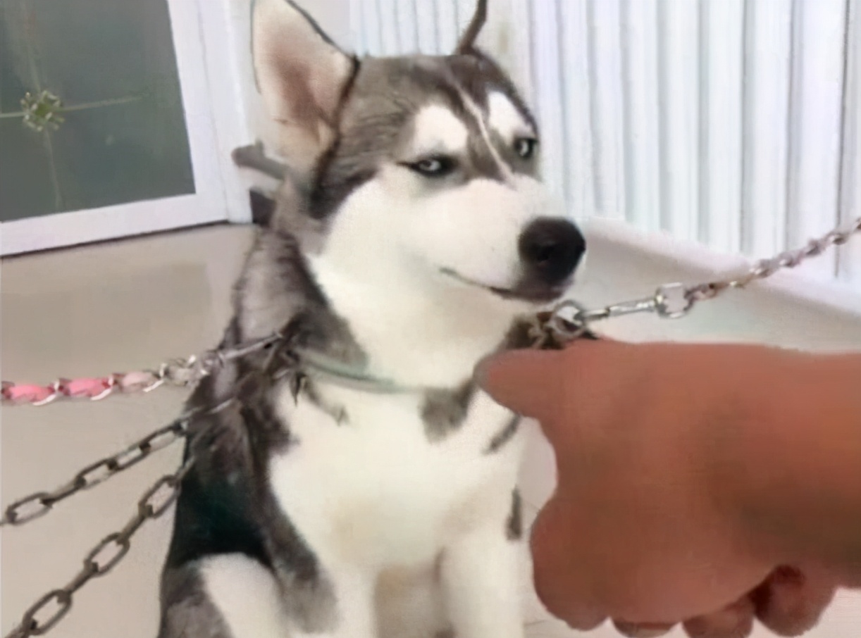 怎么养哈士奇才能让它乖一点,怎么养哈士奇不会咬人