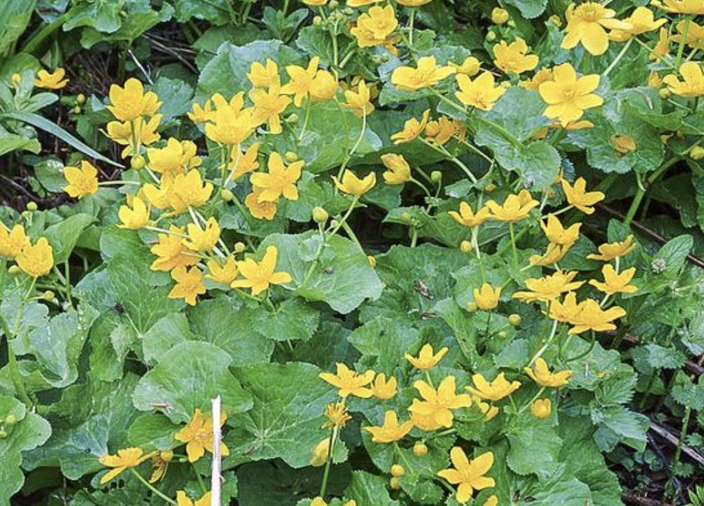 长在水中的马蹄草,一种野菜叫马蹄菜