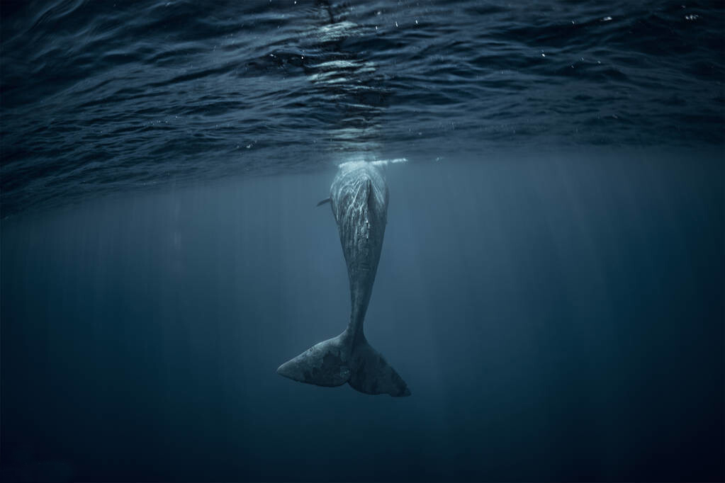 11月2日，两人险葬身鲸腹，其实，百年前曾有人被鲸活吞一日夜