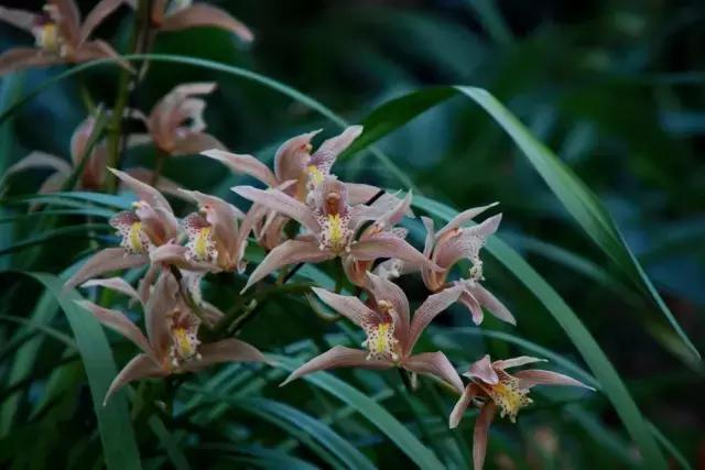 兰花生病长虫怎么办？养兰必知的病虫害和防治方法