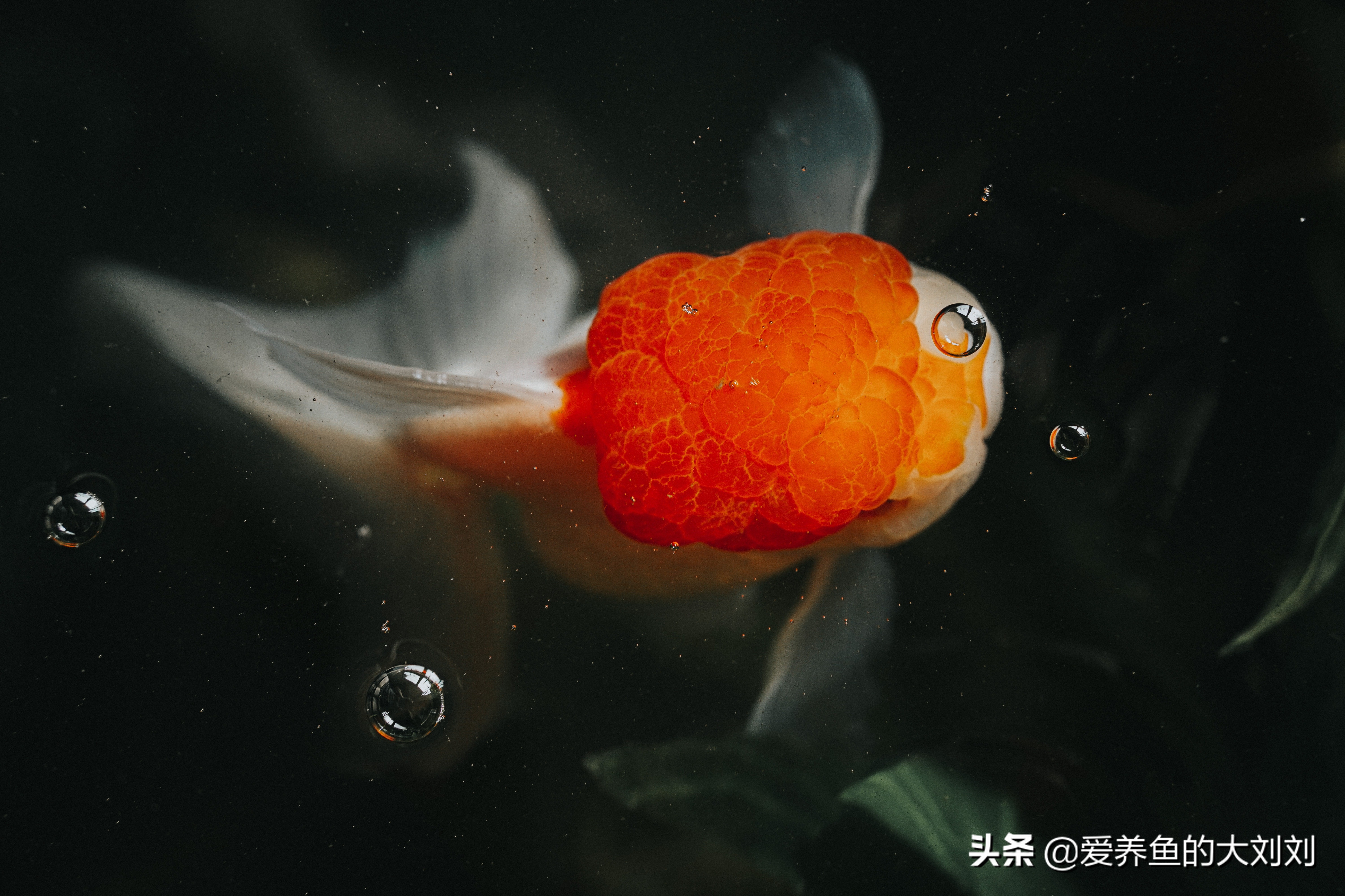 冬季金鱼吃什么饲料好养,金鱼都喂食什么饲料比较好