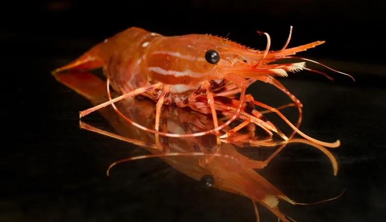 所有虾类哪种更好吃些图片,给你科普一下虾的种类