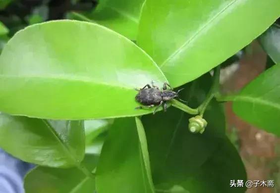 柑橘大实蝇和柑橘小实蝇常规虫害,柑橘虫害高清图谱及防治方法