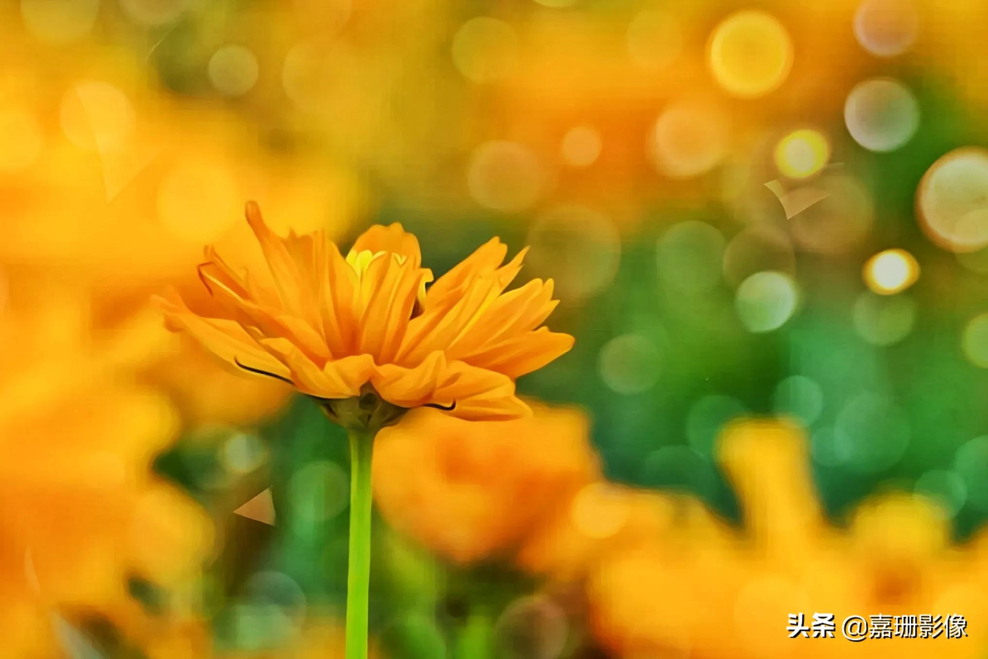 看看花容，听听花语2020年我镜头里的百种花卉