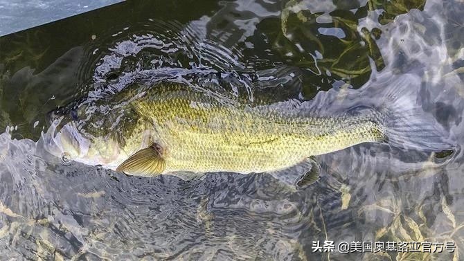 深水钓上来的鱼胀气该怎么处理,天气热路亚鱼不开口怎么办