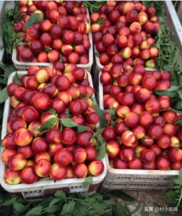 现在山东油桃都有什么品种,大连油桃与河北油桃区别