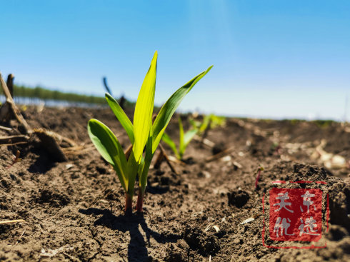 糯玉米优惠活动火热预定中,优选糯玉米