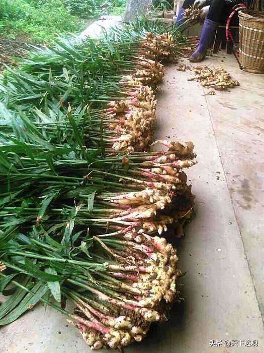 走遍中国之恩施,来凤县古巴族后裔