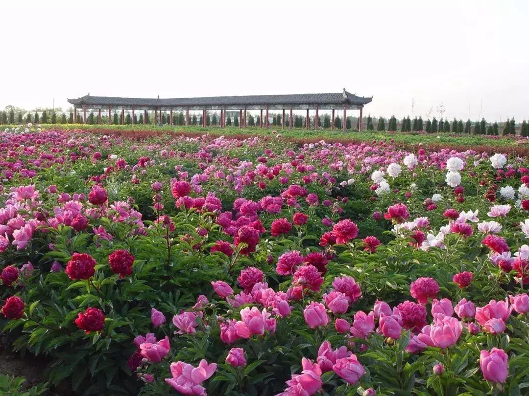 天津到菏泽看牡丹两日游,天津出发太行山旅游路线推荐