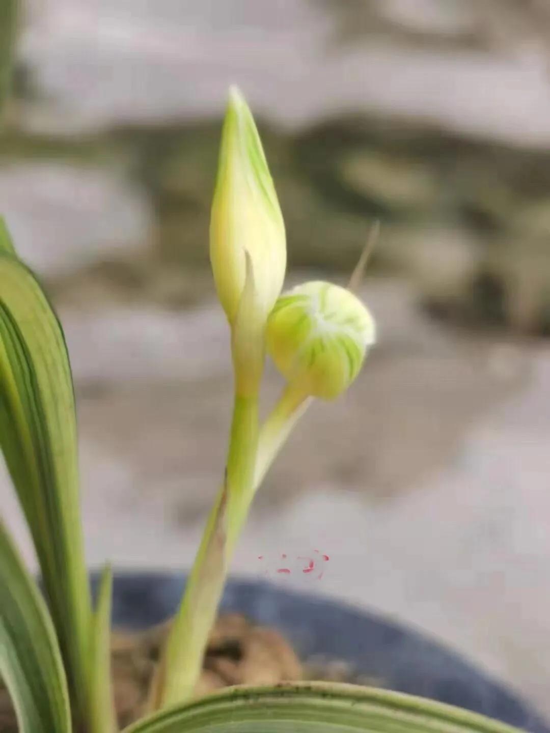 瑞雪兰花是什么品种,瑞雪兰花介绍图片