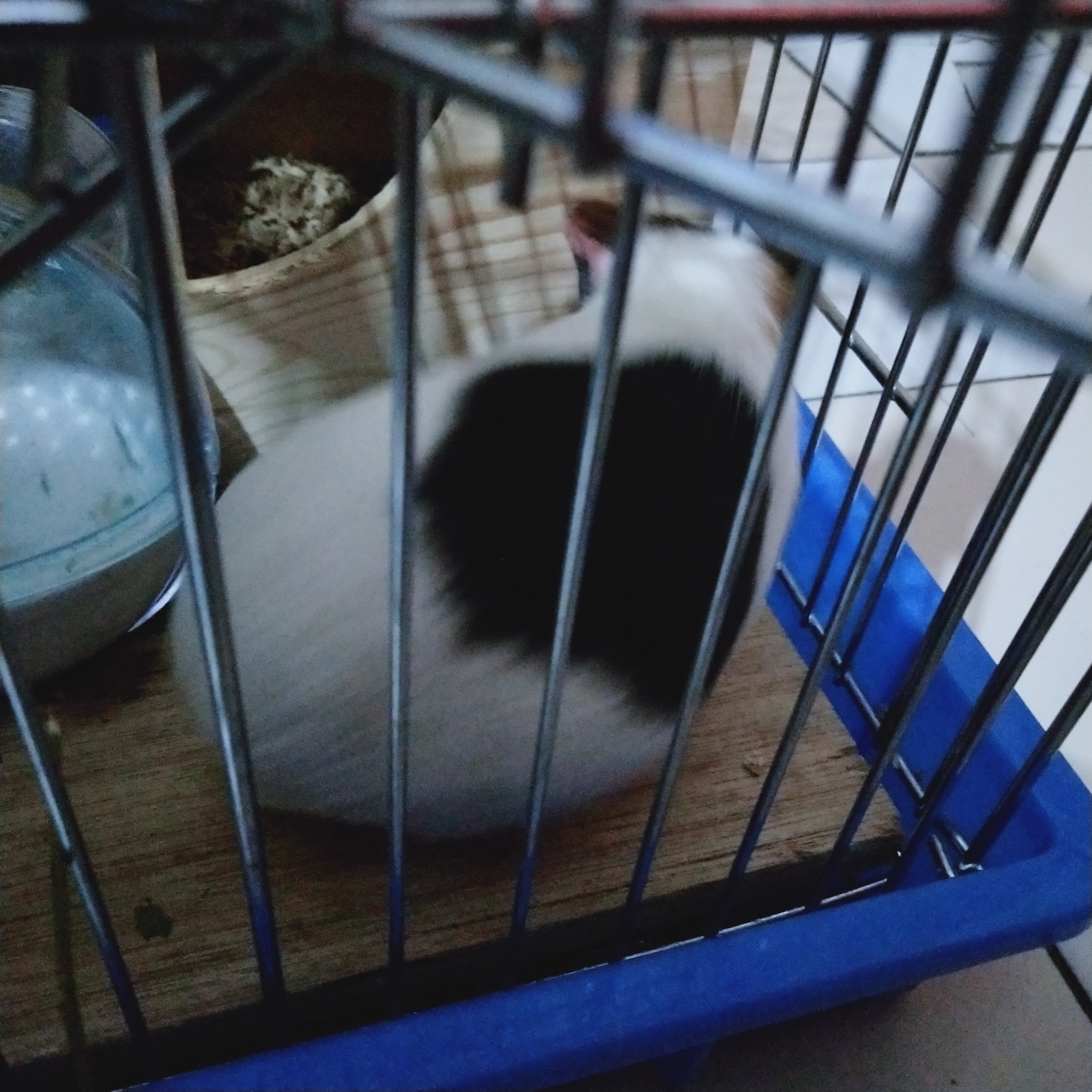 荷兰鼠和荷兰猪的区别图片,荷兰鼠和荷兰猪的区别