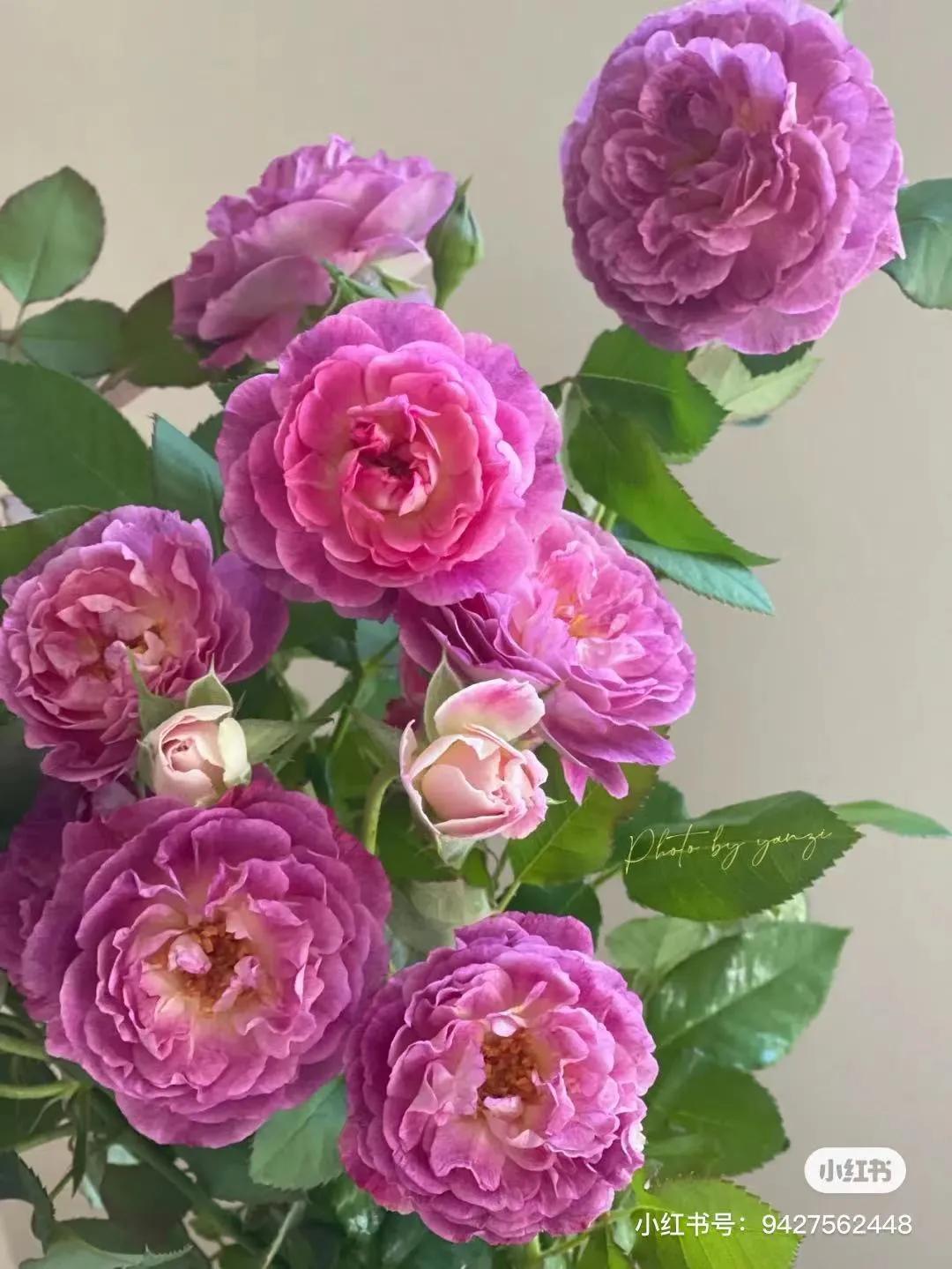 获得worldrose的12款月季品种,露台月季品种推荐