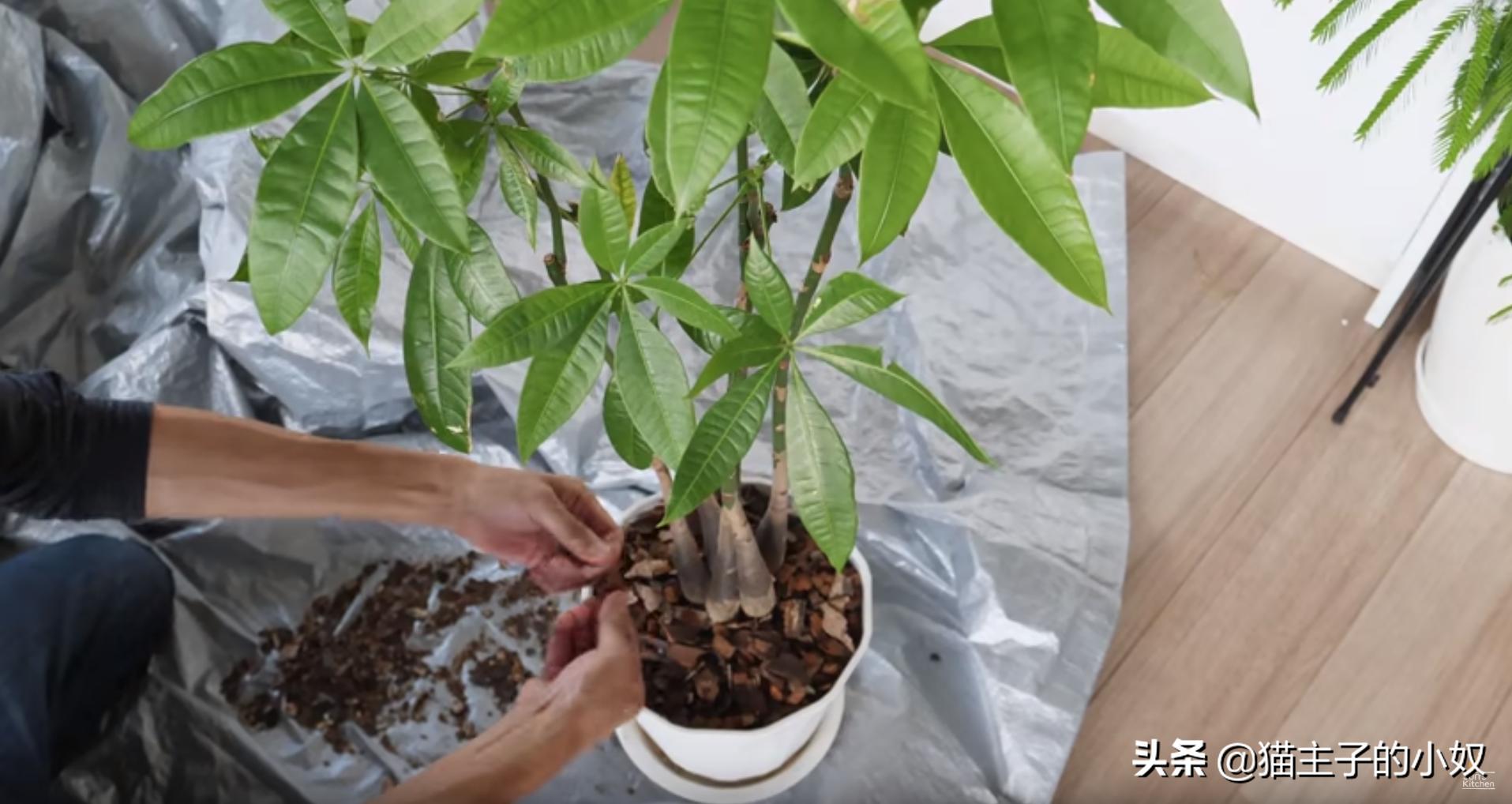 diy猫爬架大约需要什么材料,diy猫爬架材料清单