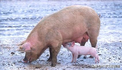 母猪养到第三胎母性变差什么原因,母猪吃猪仔什么原因