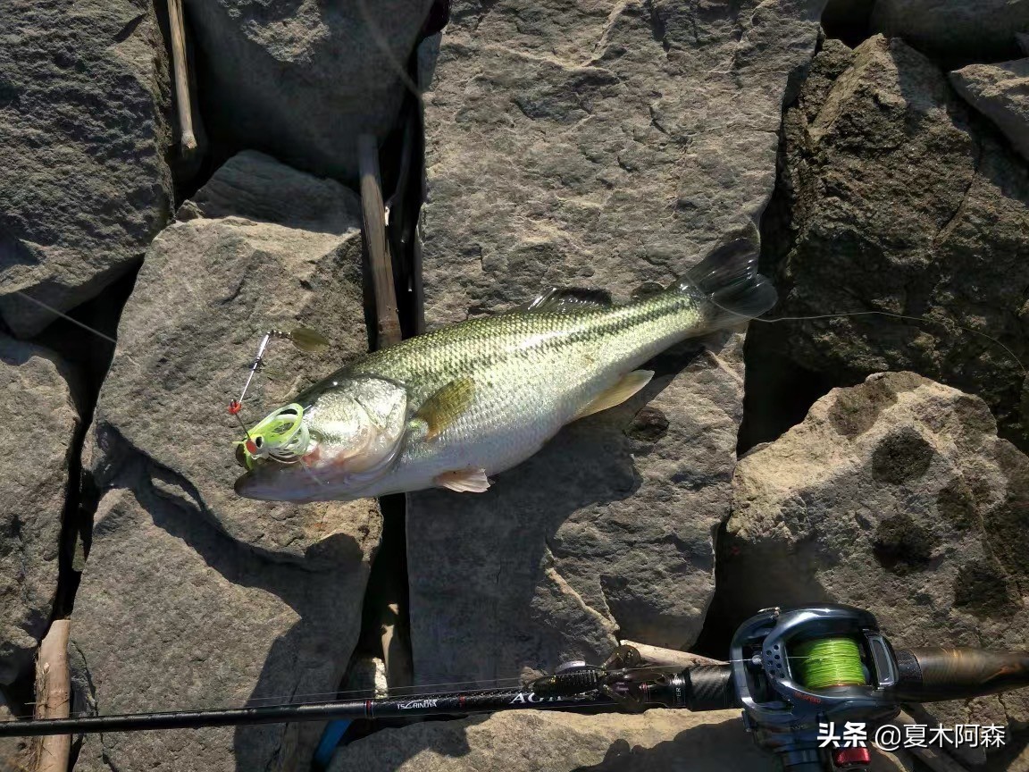 路亚新手不知道怎么玩,路亚你不知道的钓法