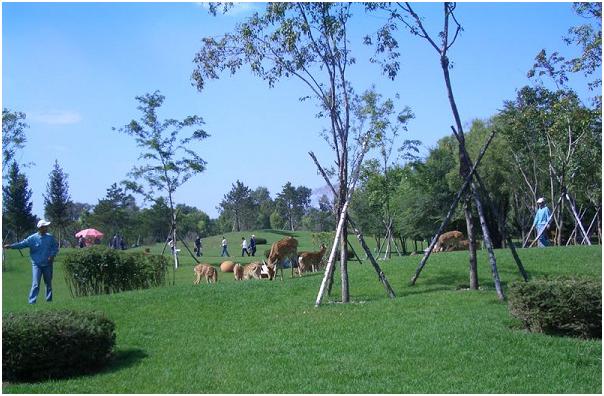 哈尔滨太阳岛火灾,哈尔滨太阳岛雪景