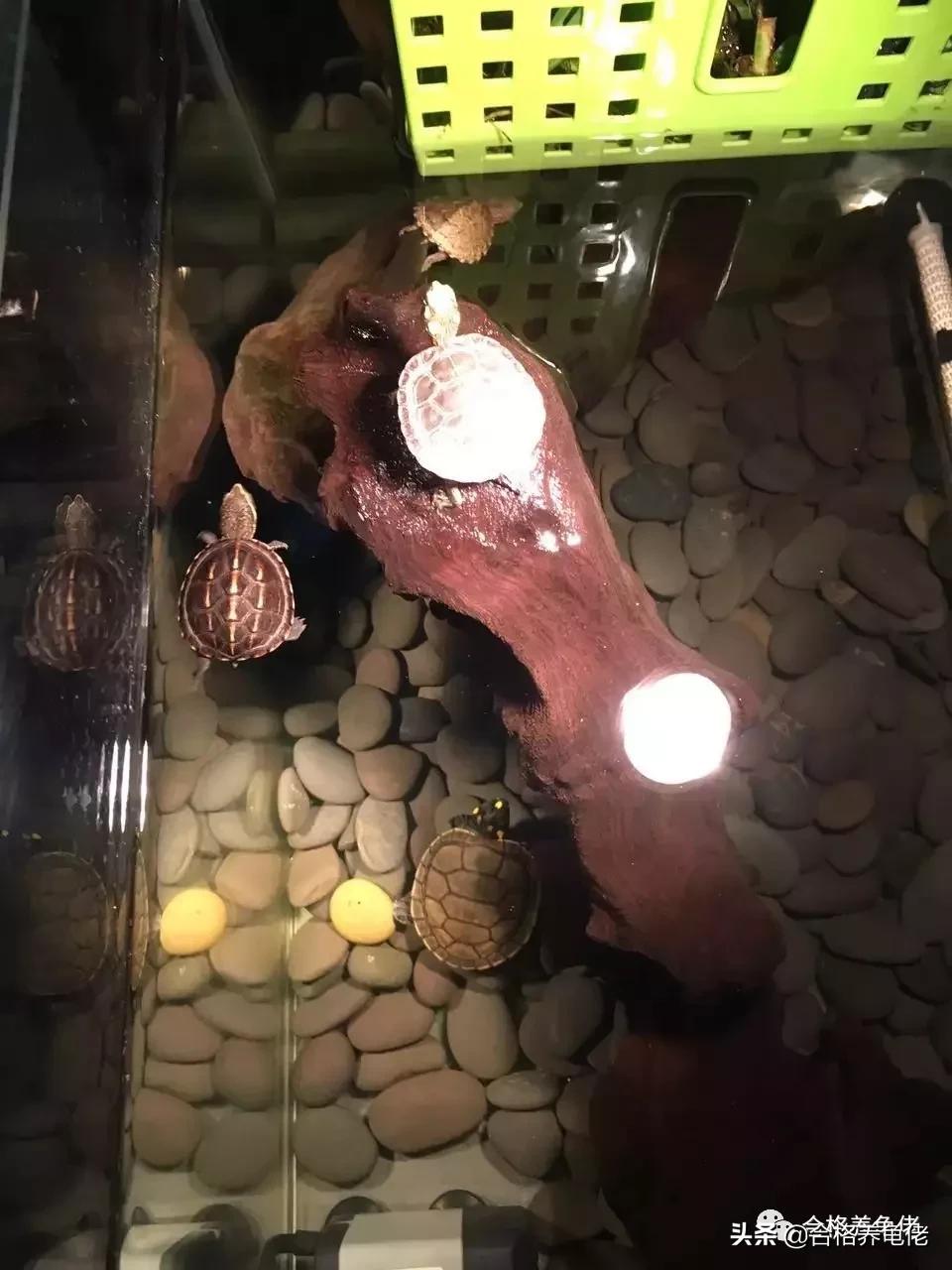 龟特别敏感有什么好办法,龟到家怎么处理