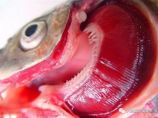 烂鳃是什么原因引起,锦鲤烂鳃什么原因