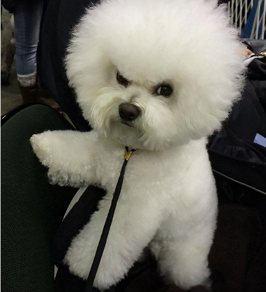 你应该知道的八种狗狗行为语言,能与狗狗交流的语言