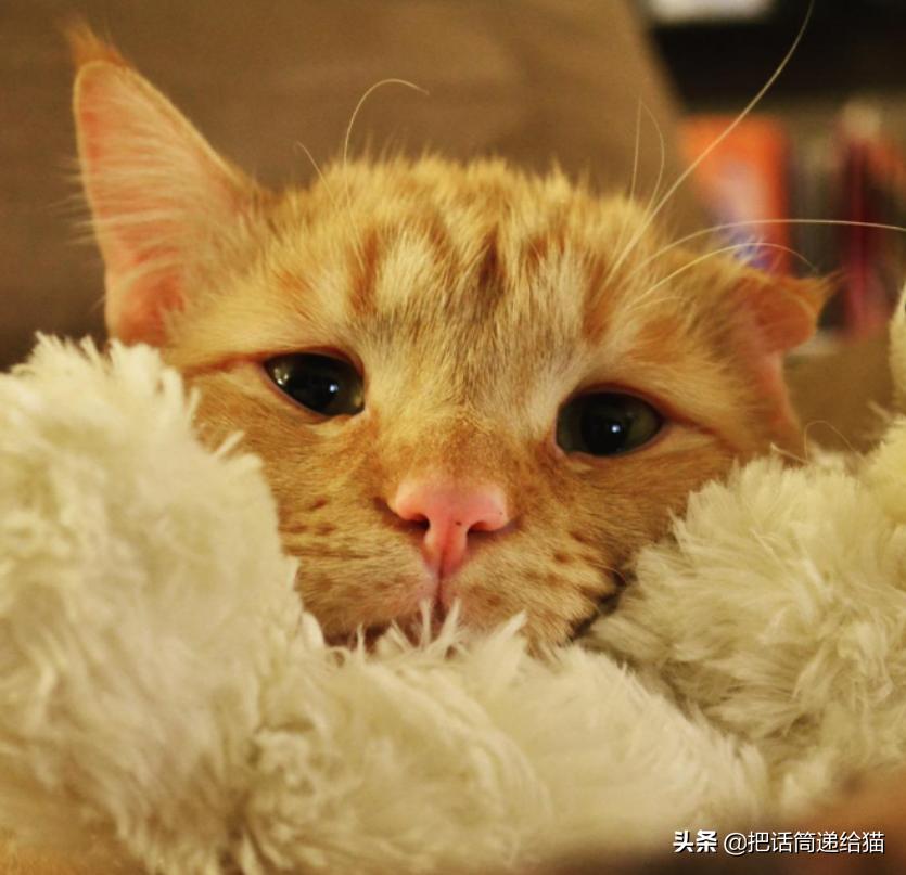 被弃养的猫还要打疫苗吗,弃养了一只猫