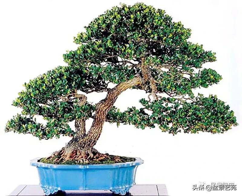 盆景黄杨,赏优美盆景