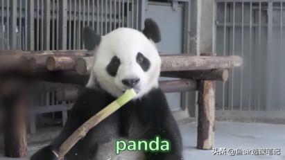 憨爸vs常青藤爸爸,憨爸和常青藤爸爸