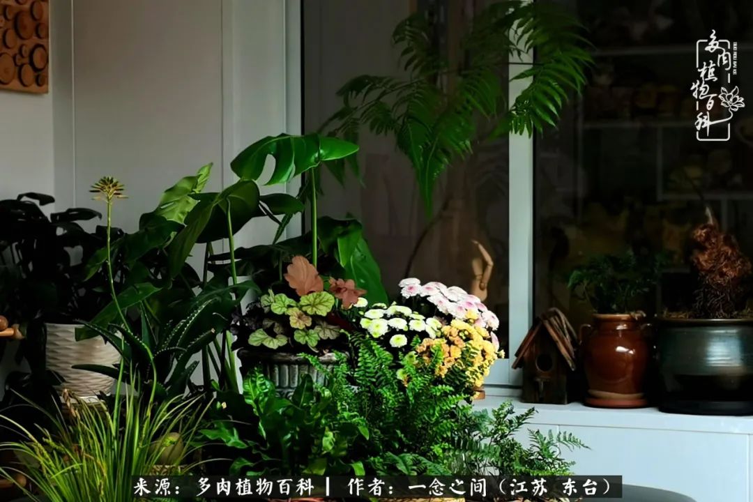 遇见花开蓝莓糖,遇见花开蔬菜沙拉酱