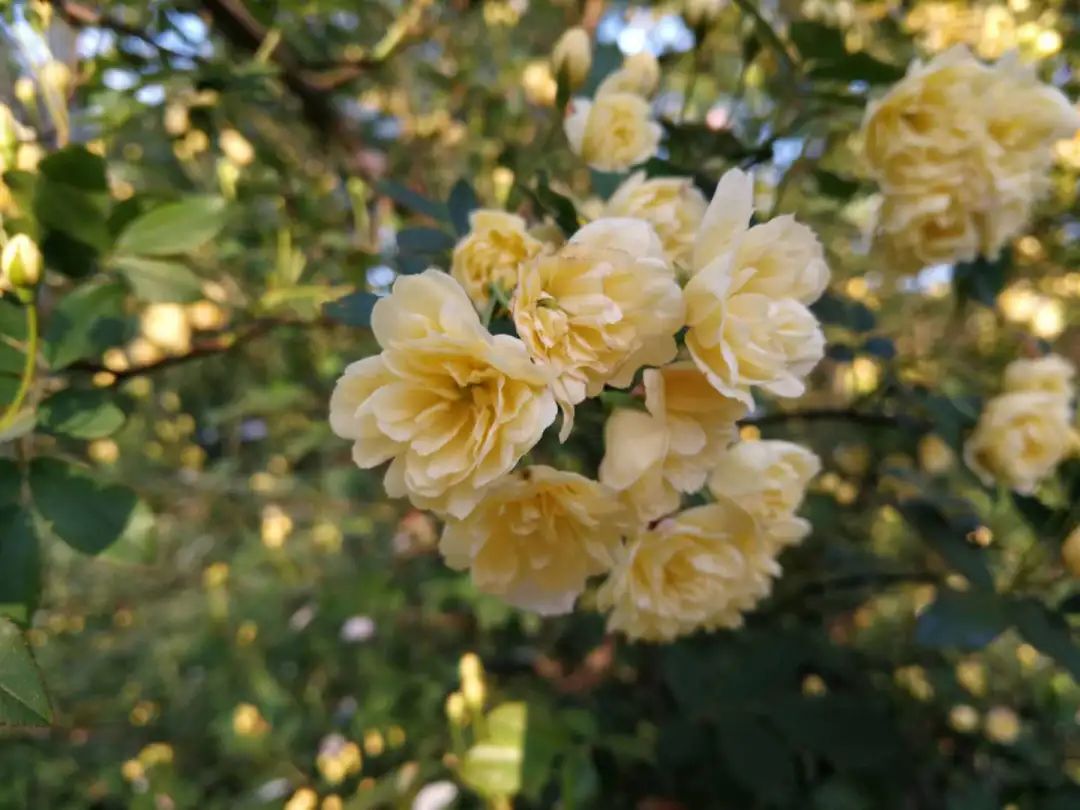 开到荼蘼唱的是什么,歌词中有开到荼蘼