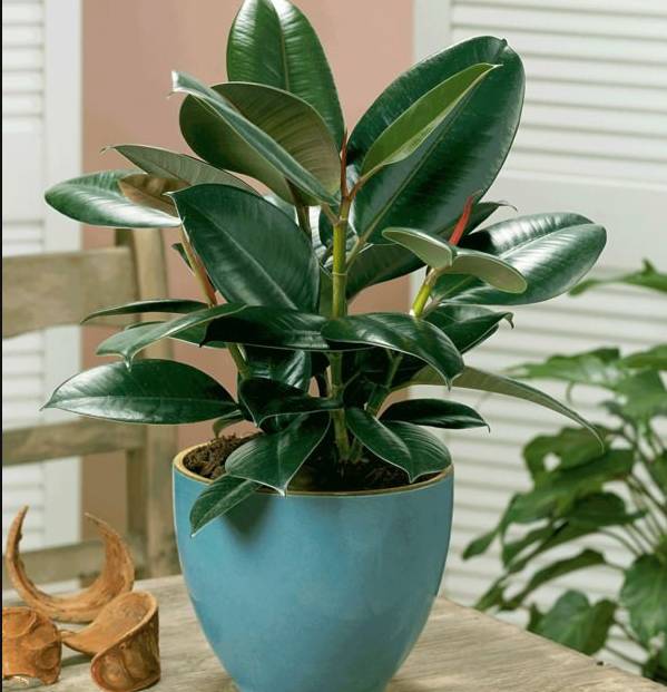 净化空气而且对身体好的花,净化空气对人身体有益的花