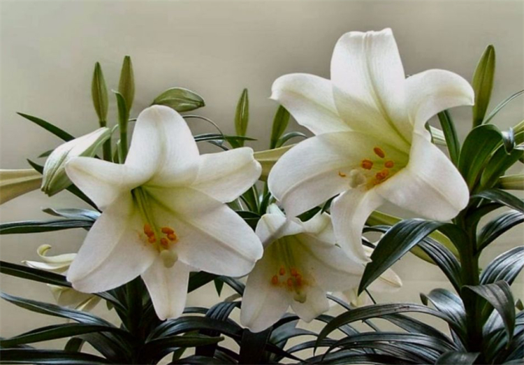 百合花语代表的意义,玫瑰和百合花语代表什么意思呢