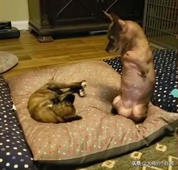 小狗如何训练小狗学走路,大狗教小狗站起来