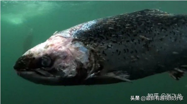 挪威三文鱼养殖环境恶劣纪录片,挪威三文鱼养殖环境恶劣新闻
