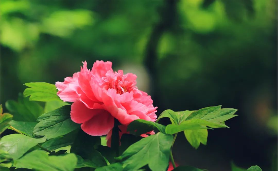 今日谷雨春天应该去哪里,今日谷雨人民日报