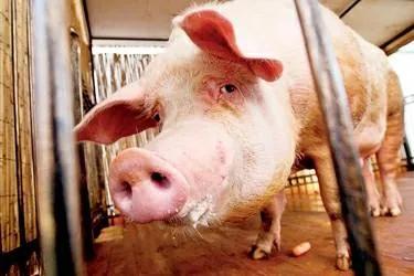 这样使用氯前列烯醇催产，500头母猪24小时分娩率高达95%