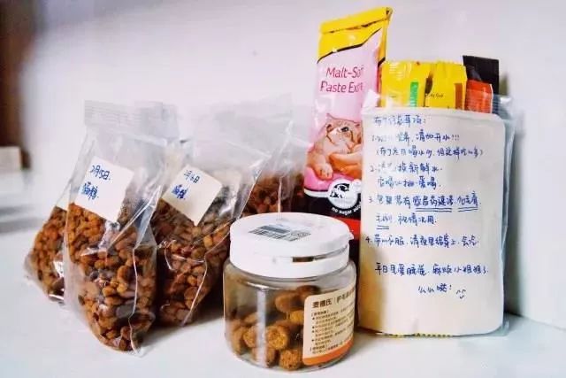 过年回家我的猫怎么办,春节回老家猫咪怎么办