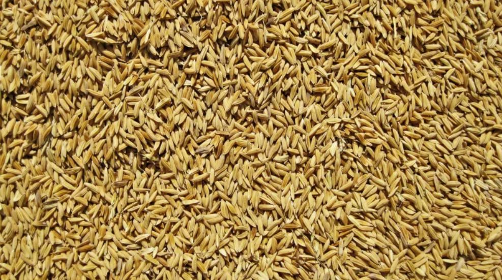 稻子小麦分不清,稻谷玉米分不清