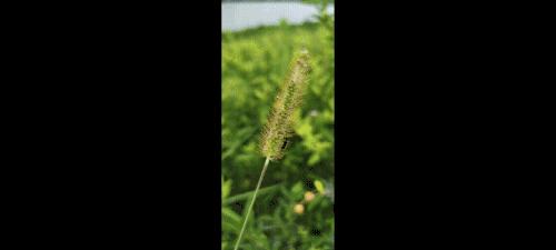 荣耀play4pro普通版跟红外版,荣耀play4pro和荣耀play4tpro