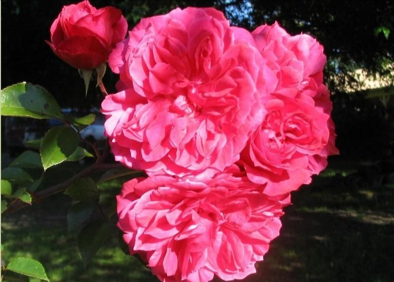 艾弗的玫瑰月季,艾弗的玫瑰月季红色