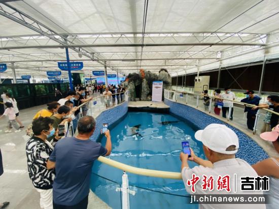 中国鲟鳇鱼历史,水中活化石鳇鱼