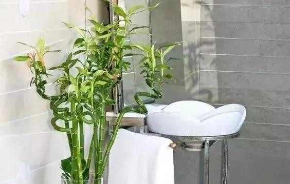 家里过期的消炎药养花有用吗,哪些过期药能用来养花